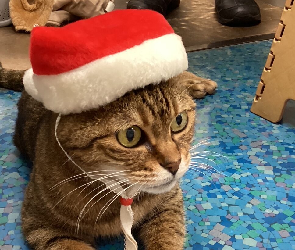 <?php the_title(); ?>