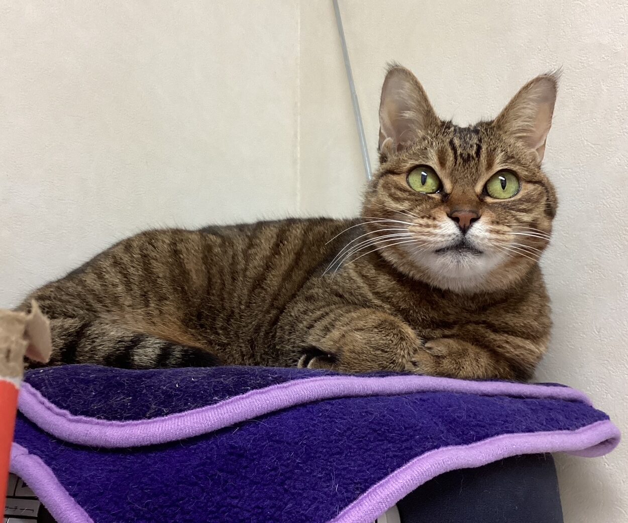 <?php the_title(); ?>