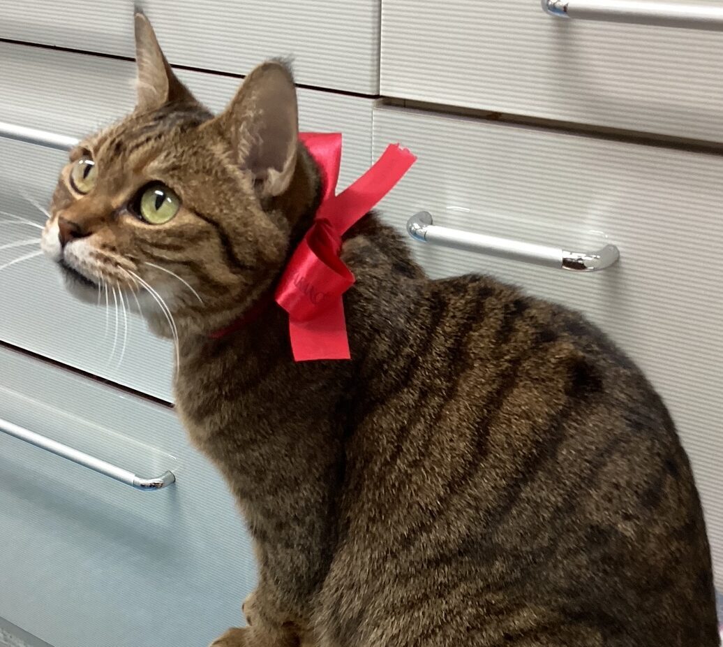 <?php the_title(); ?>